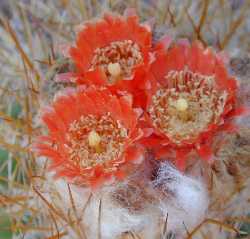 (Parodia maassii)