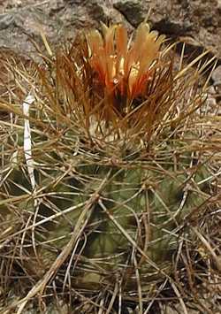 (Parodia maassii)