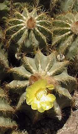 (Parodia magnifica)