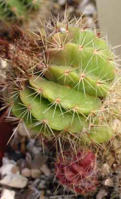 (Parodia muricata)