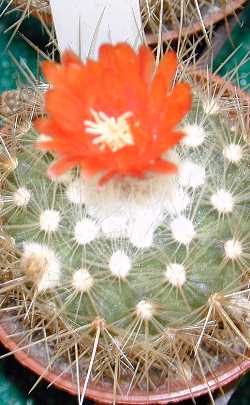 (Parodia nivosa)