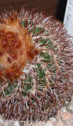 (Parodia ocampoi)