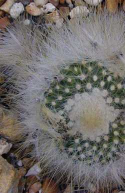 (Parodia penicillata)