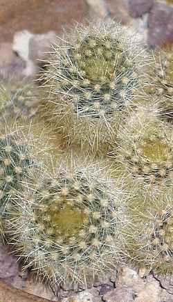 (Parodia rechensis)