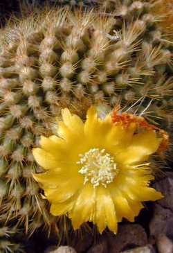 (Parodia saint-pieana)