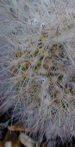 (Parodia microsperma 'sanguiniflora')