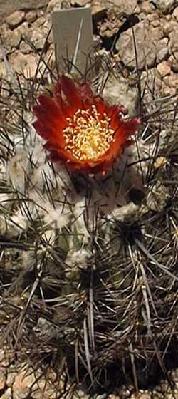 (Parodia subterranea)