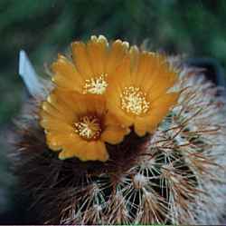 (Parodia taratensis)