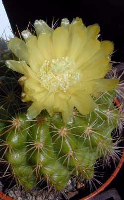 (Parodia procera 'tredecimcostata')