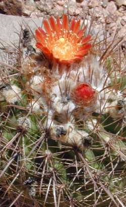 (Parodia tuberculata)