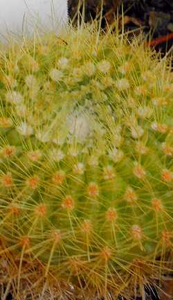 (Parodia werdermanniana)