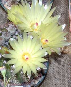 (Parodia werdermanniana)