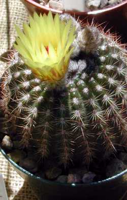 (Parodia werdermanniana)