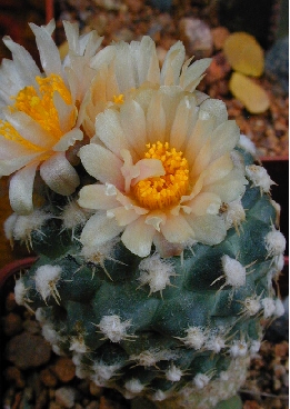 Winkler's Cactus(Pediocactus bradyi ssp. winkleri )