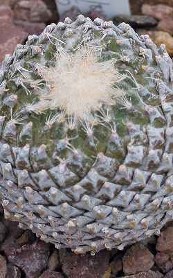 Pinecone Cactus(Pelecyphora strobiliformis)