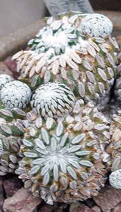 Peyotillo(Pelecyphora aselliformis)