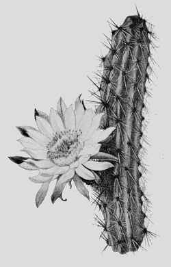 (Peniocereus hirschtianus)