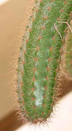 (Peniocereus oaxacensis)