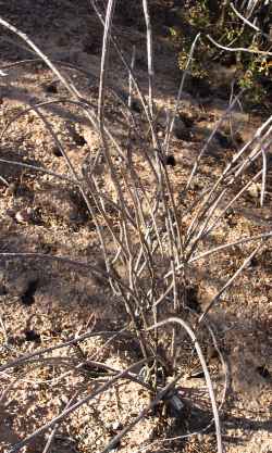 Cardoncillo, Dahlia-rooted Cereus(Peniocereus striatus)