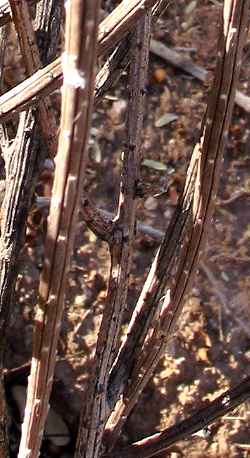 Cardoncillo, Dahlia-rooted Cereus(Peniocereus striatus)