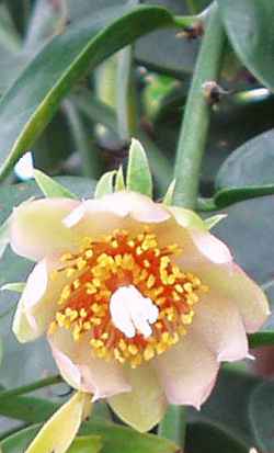 Barbados Gooseberry, Tsunya(Pereskia aculeata)