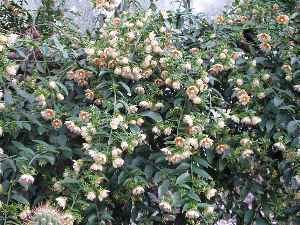 Barbados Gooseberry, Tsunya(Pereskia aculeata)