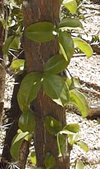 (Pereskia bahiensis)