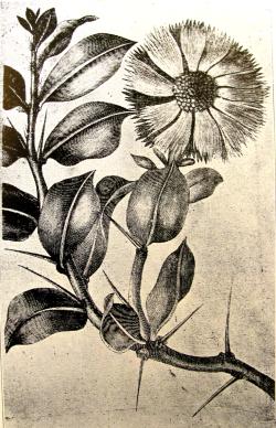 (Pereskia lychnidiflora)
