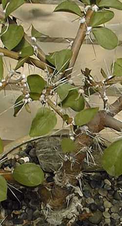 (Pereskia zinniiflora)