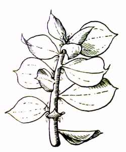 Alfilerillo, Tasajillo, Cola del Diablo(Pereskiopsis deguetii)