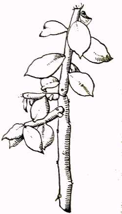 Alcájer, Xoconoxtle(Pereskiopsis porteri)