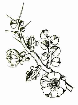 Chapistle(Pereskiopsis rotundifolia)