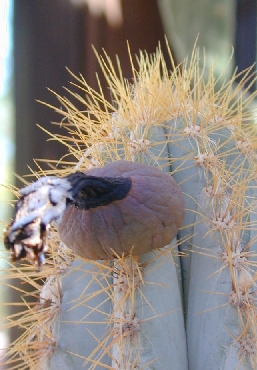 (Pilosocereus pachycladus)