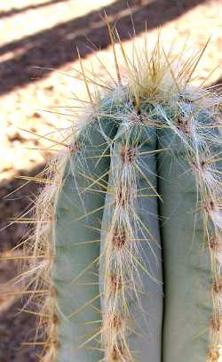 (Pilosocereus pachycladus)