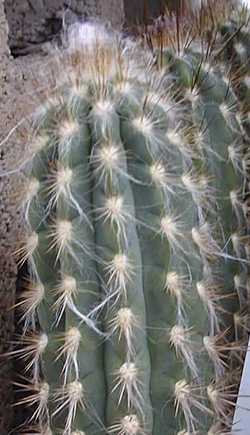 Xique-Xique(Pilosocereus gounellei)