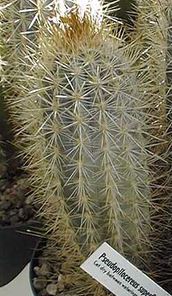 Xique-Xique(Pilosocereus gounellei)