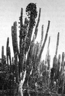 (Pilosocereus lanuginosus)