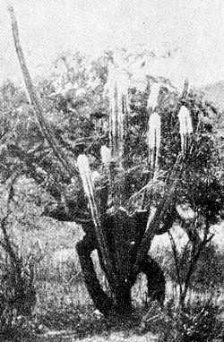 Woolly Torch(Pilosocereus leucocephalus)