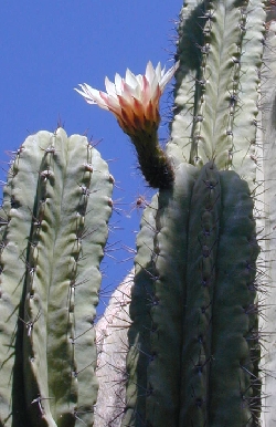 Chende, Chinoa(Polaskia chende)