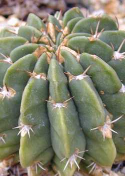(Echinopsis boyuibensis)