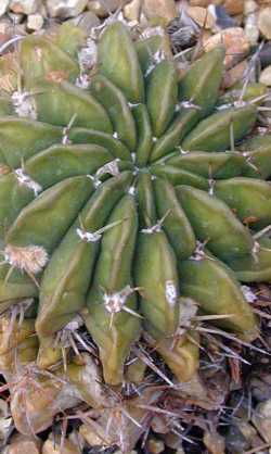 (Echinopsis callichroma)
