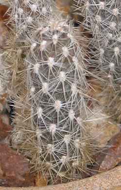 (Pterocactus hickenii)