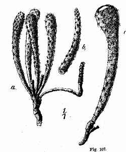 (Pterocactus tuberosus)