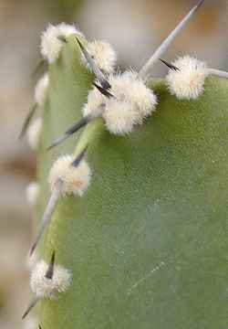 Kanzacam(Pachycereus gaumeri)
