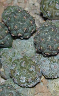 (Maihueniopsis bonnieae)