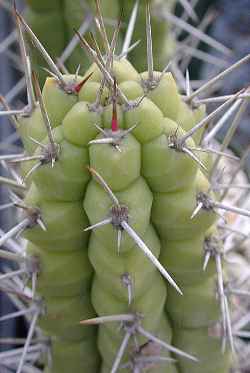 (Rauhocereus jaenensis)