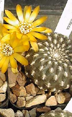 (Rebutia arenacea)