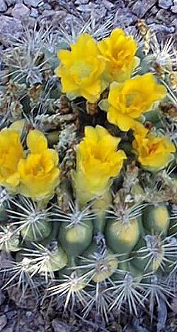 (Rebutia neocumingii)