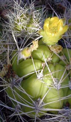 (Rebutia neocumingii)