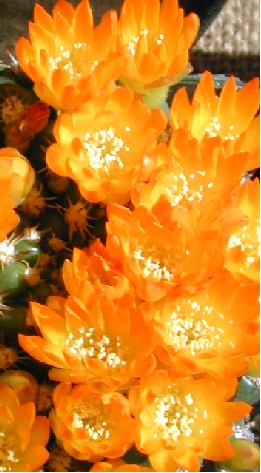 (Rebutia neocumingii)